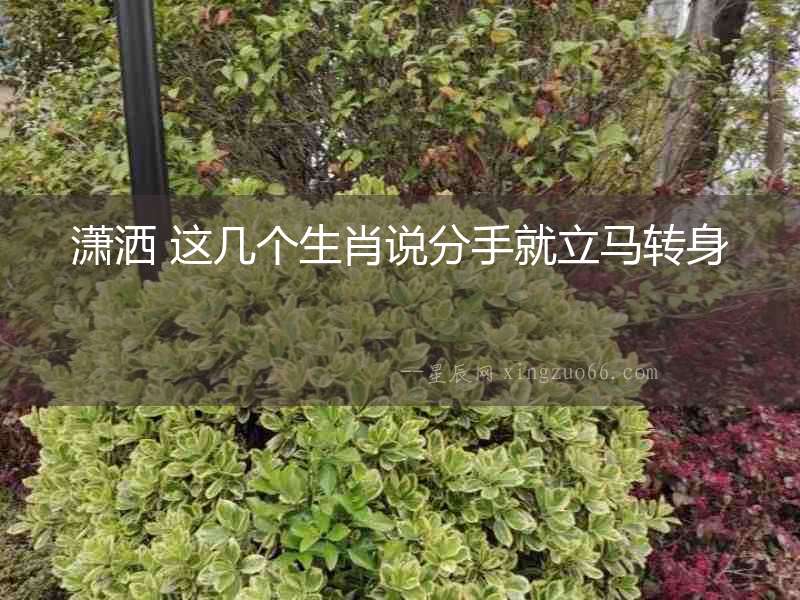 瀟灑 這幾個生肖說分手就立馬轉身