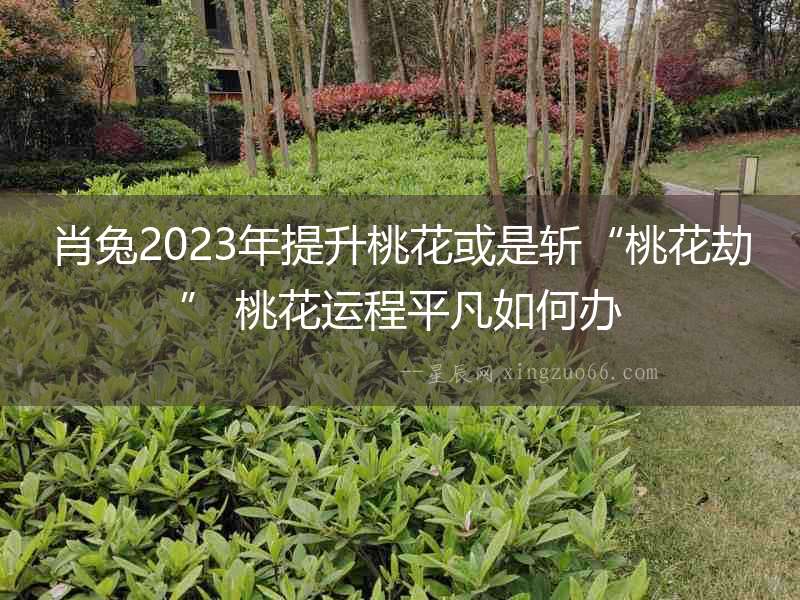 肖兔2023年提升桃花或是斬“桃花劫” 桃花運(yùn)程平凡如何辦