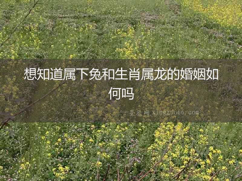 想知道屬下兔和生肖屬龍的婚姻如何嗎