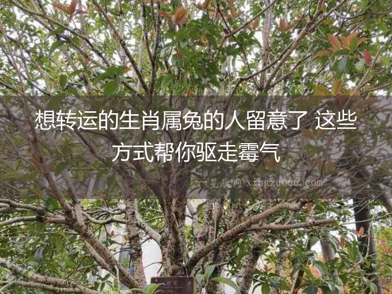 想轉運的生肖屬兔的人留意了 這些方式幫你驅走霉氣