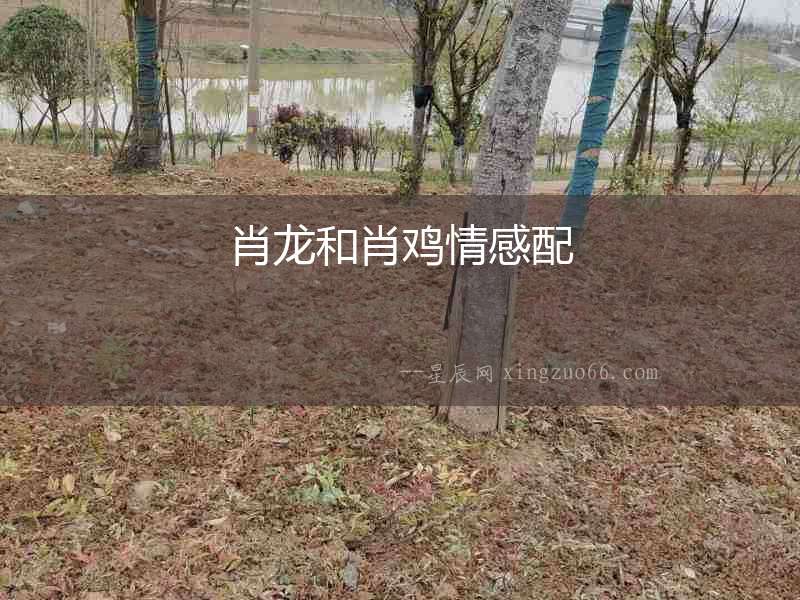 肖龍和肖雞情感配