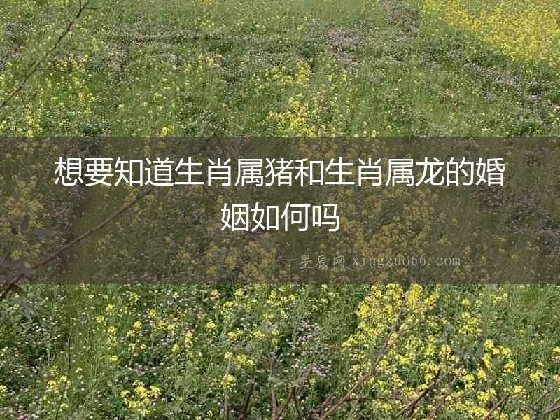 想要知道生肖屬豬和生肖屬龍的婚姻如何嗎