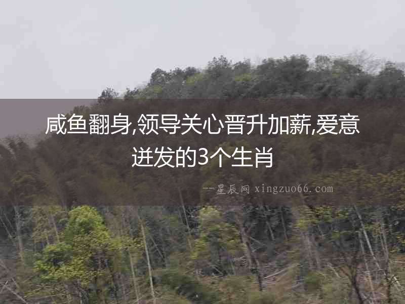 咸魚翻身,領導關心晉升加薪,愛意迸發的3個生肖