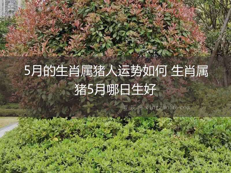 5月的生肖屬豬人運勢如何 生肖屬豬5月哪日生好