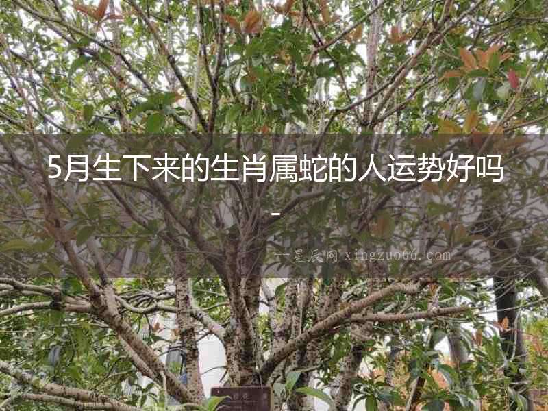 5月生下來的生肖屬蛇的人運勢好嗎-