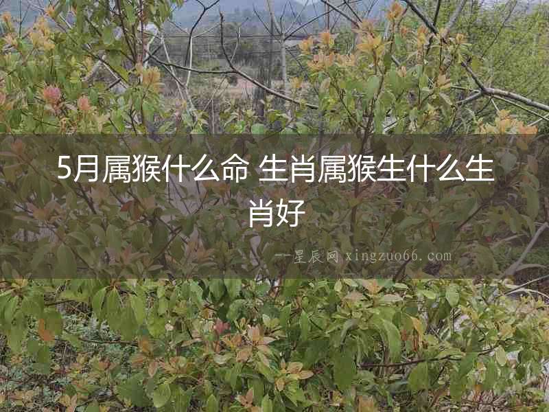 5月屬猴什么命 生肖屬猴生什么生肖好