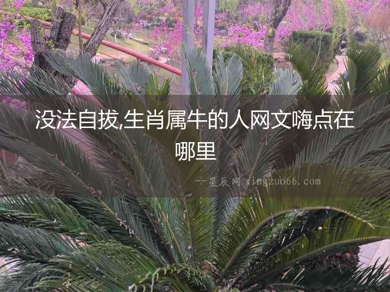 沒(méi)法自拔,生肖屬牛的人網(wǎng)文嗨點(diǎn)在哪里