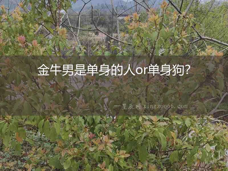 金牛男是單身的人or單身狗？