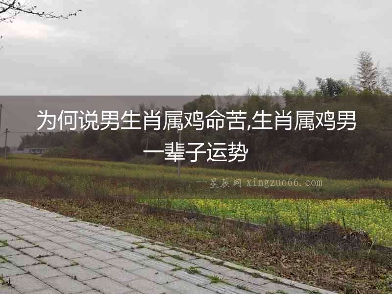 為何說男生肖屬雞命苦,生肖屬雞男一輩子運勢