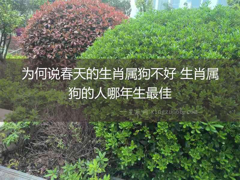 為何說春天的生肖屬狗不好 生肖屬狗的人哪年生最佳