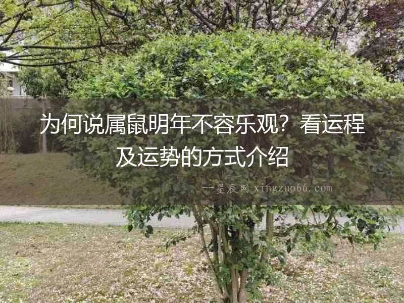 為何說屬鼠明年不容樂觀？看運程及運勢的方式介紹