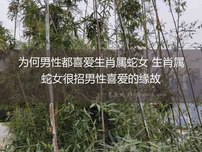 為何男性都喜愛生肖屬蛇女 生肖屬蛇女很招男性喜愛的緣故