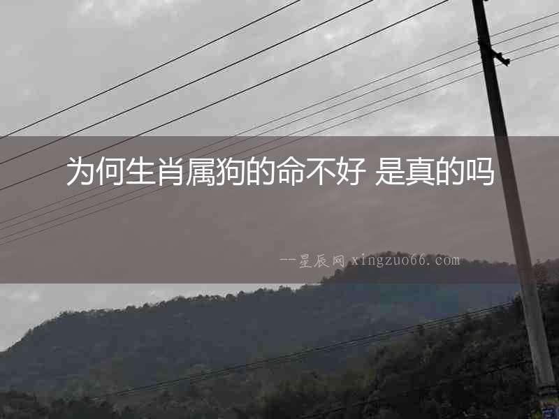 為何生肖屬狗的命不好 是真的嗎