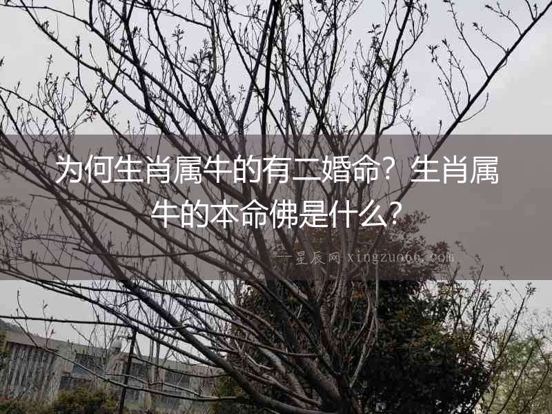 為何生肖屬牛的有二婚命？生肖屬牛的本命佛是什么？