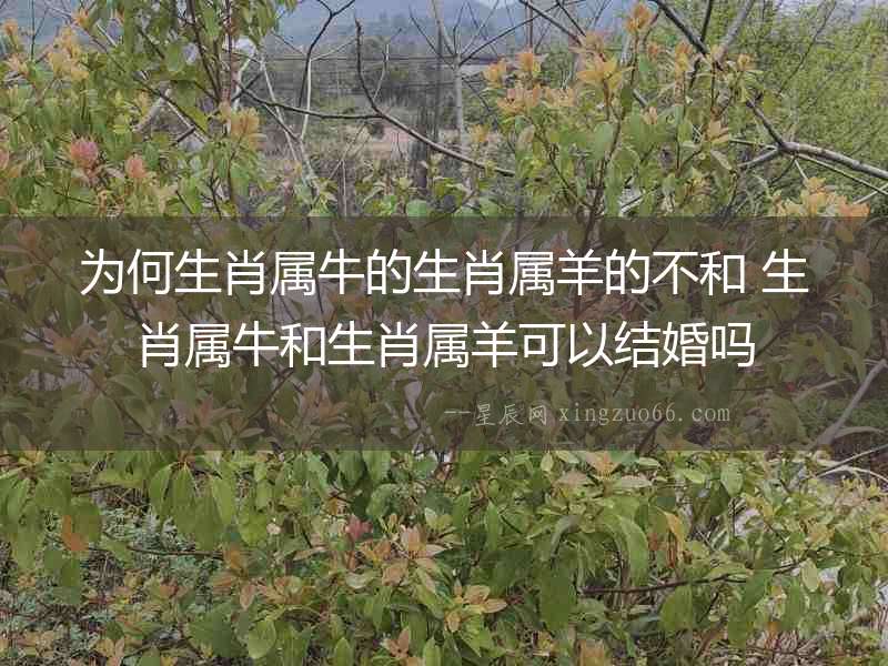 為何生肖屬牛的生肖屬羊的不和 生肖屬牛和生肖屬羊可以結婚嗎