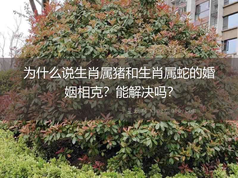 為什么說生肖屬豬和生肖屬蛇的婚姻相克？能解決嗎？