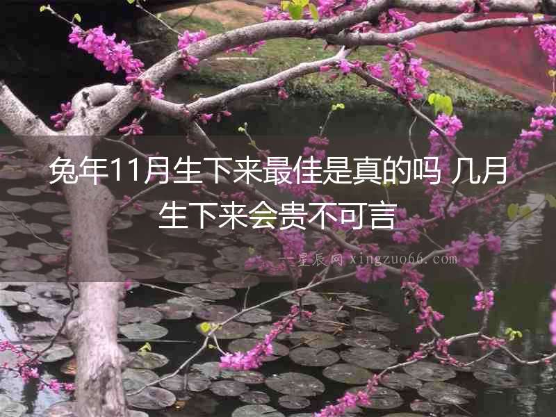 兔年11月生下來最佳是真的嗎 幾月生下來會貴不可言