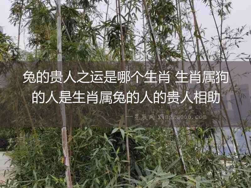 兔的貴人之運是哪個生肖 生肖屬狗的人是生肖屬兔的人的貴人相助