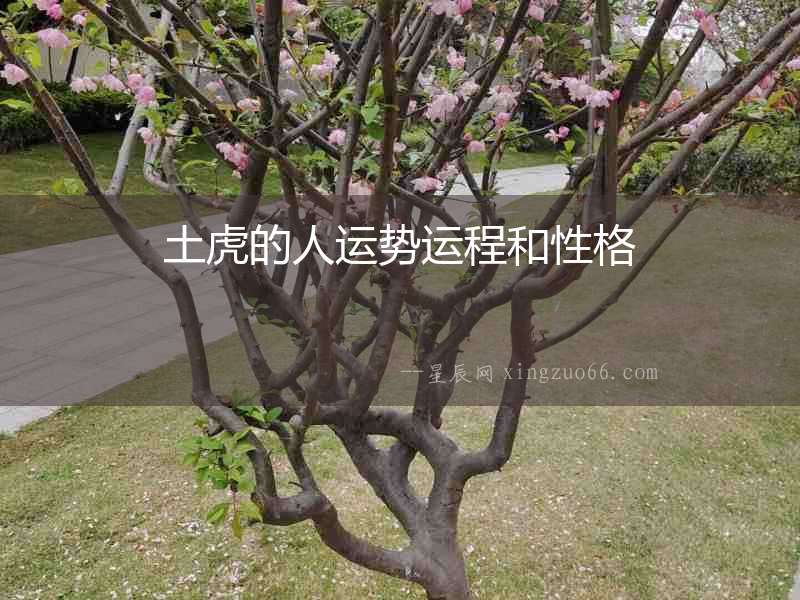 土虎的人運勢運程和性格
