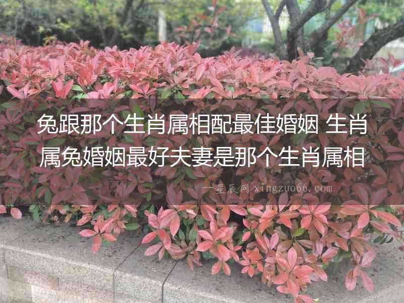 兔跟那個生肖屬相配最佳婚姻 生肖屬兔婚姻最好夫妻是那個生肖屬相