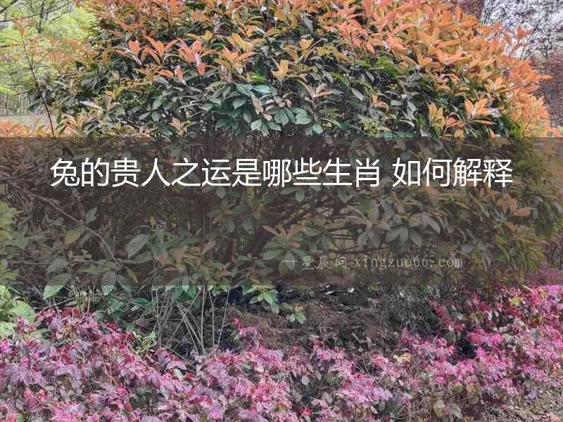 兔的貴人之運(yùn)是哪些生肖 如何解釋
