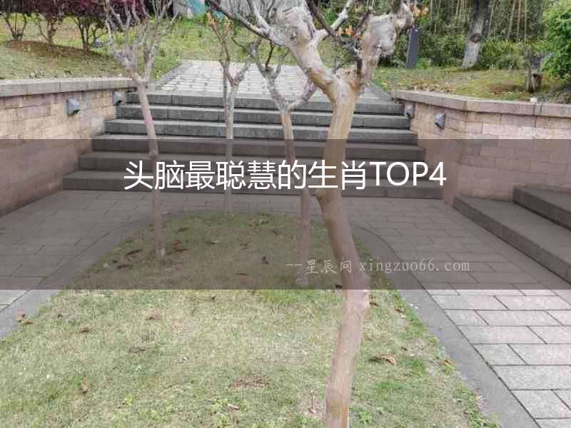 頭腦最聰慧的生肖TOP4
