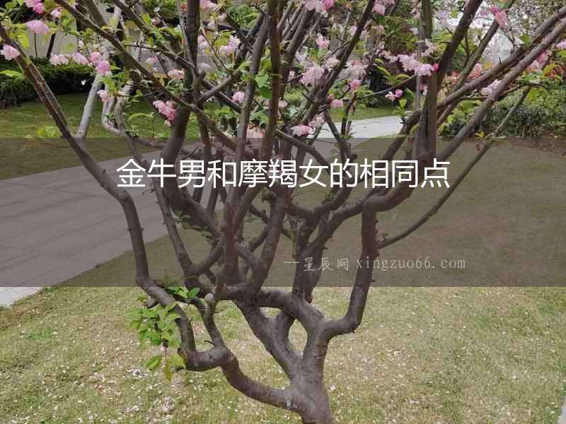 金牛男和摩羯女的相同點
