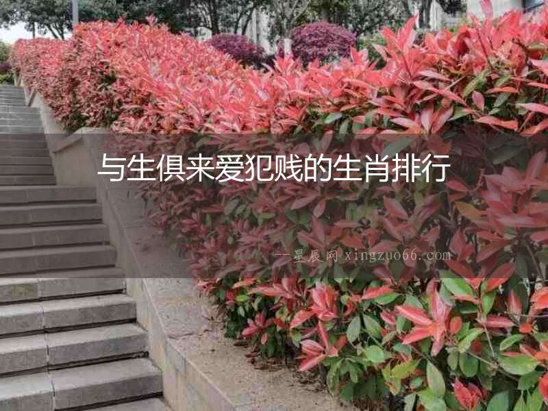 與生俱來(lái)愛(ài)犯賤的生肖排行
