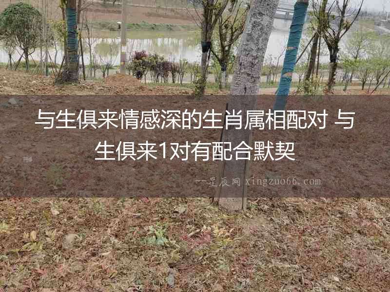 與生俱來情感深的生肖屬相配對 與生俱來1對有配合默契