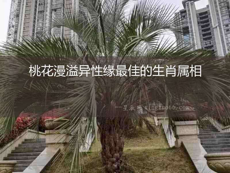 桃花漫溢異性緣最佳的生肖屬相