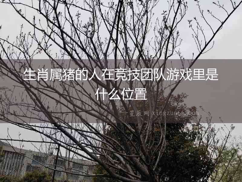生肖屬豬的人在競技團(tuán)隊游戲里是什么位置