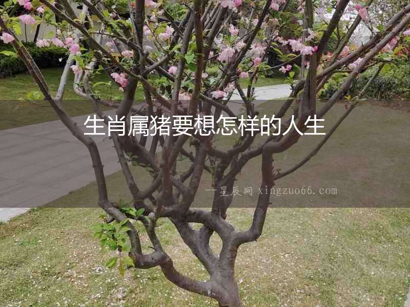 生肖屬豬要想怎樣的人生