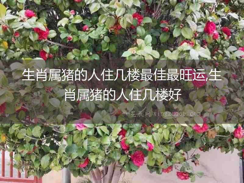 生肖屬豬的人住幾樓最佳最旺運,生肖屬豬的人住幾樓好