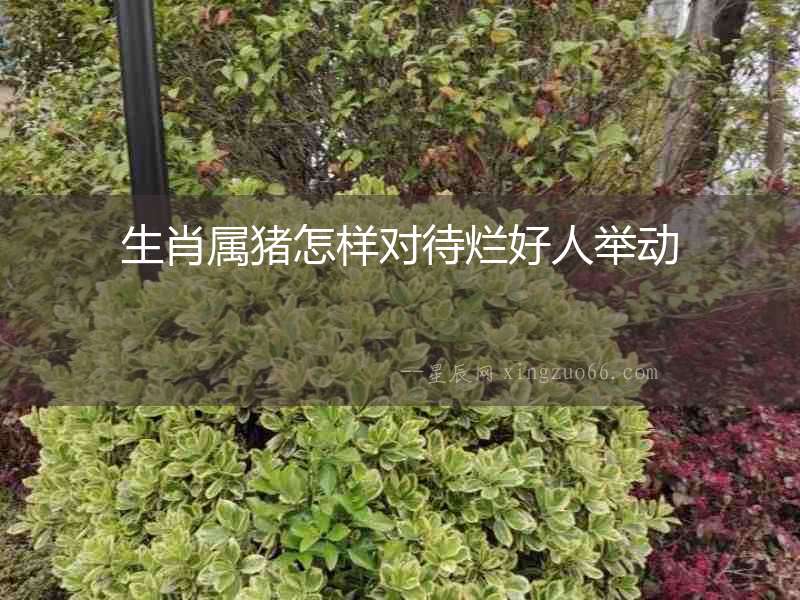 生肖屬豬怎樣對待爛好人舉動