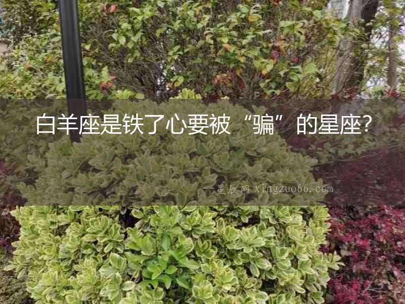 白羊座是鐵了心要被“騙”的星座？