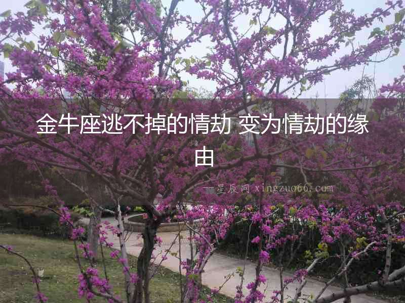 金牛座逃不掉的情劫 變為情劫的緣由