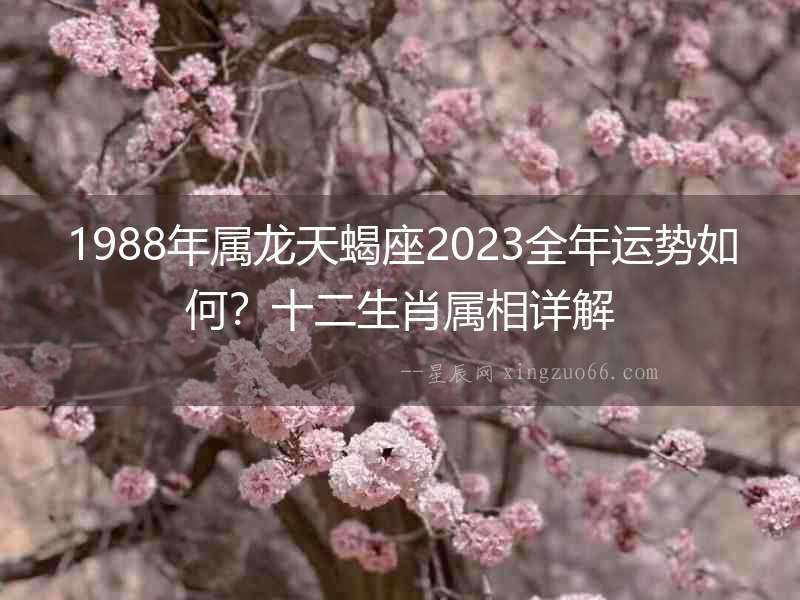 1988年屬龍天蝎座2023全年運勢如何？十二生肖屬相詳解