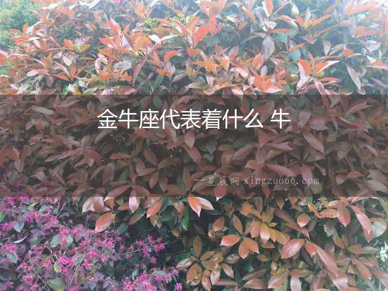金牛座代表著什么 牛