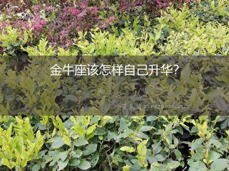 金牛座該怎樣自己升華？