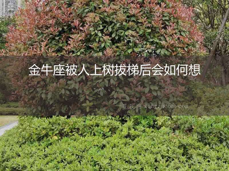 金牛座被人上樹拔梯后會如何想