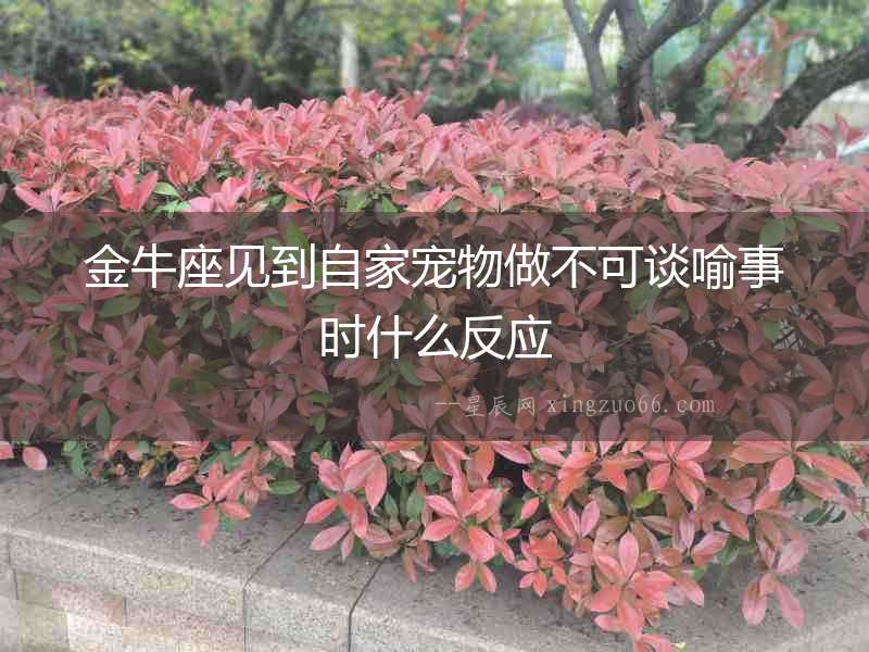金牛座見到自家寵物做不可談喻事時什么反應(yīng)