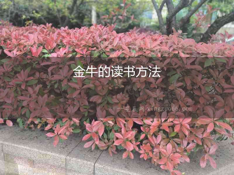 金牛的讀書方法
