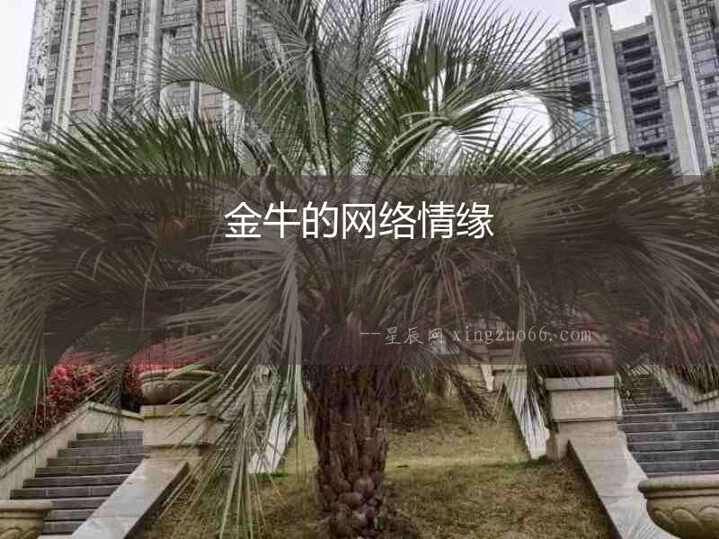 金牛的網絡情緣