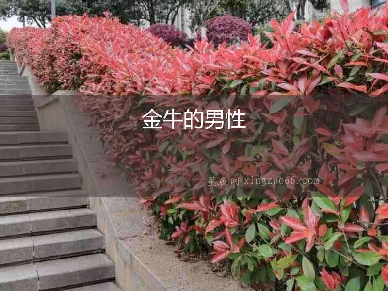 金牛的男性