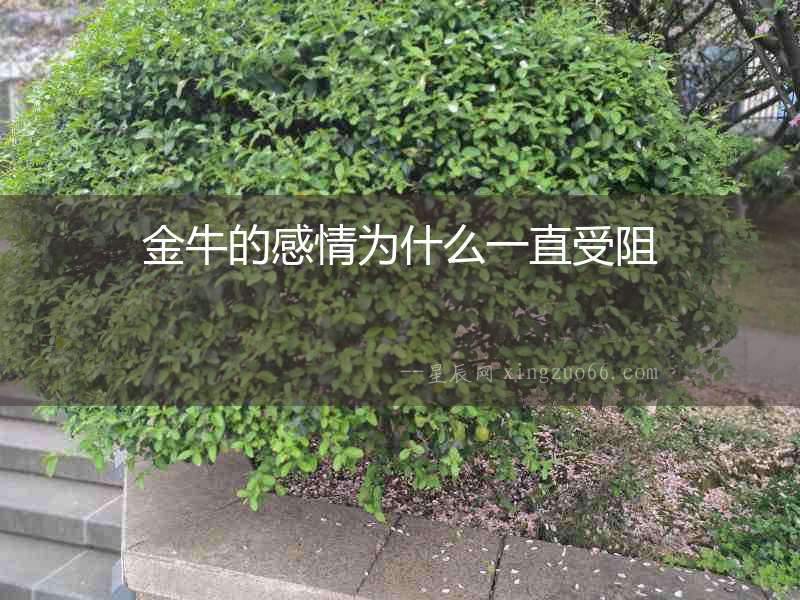 金牛的感情為什么一直受阻