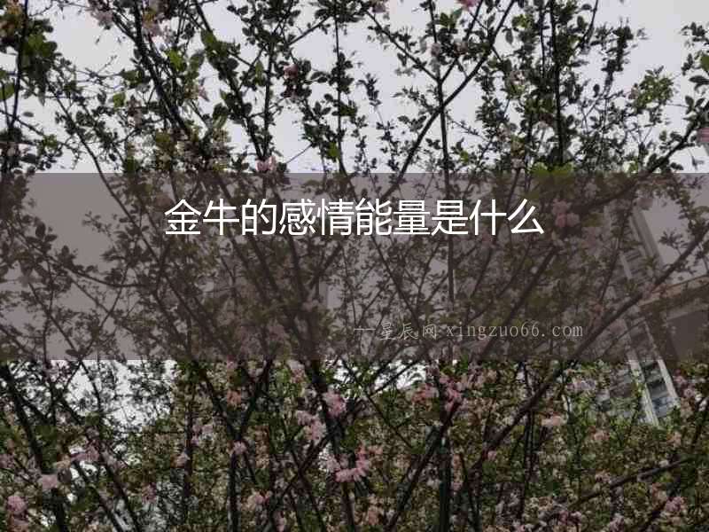 金牛的感情能量是什么