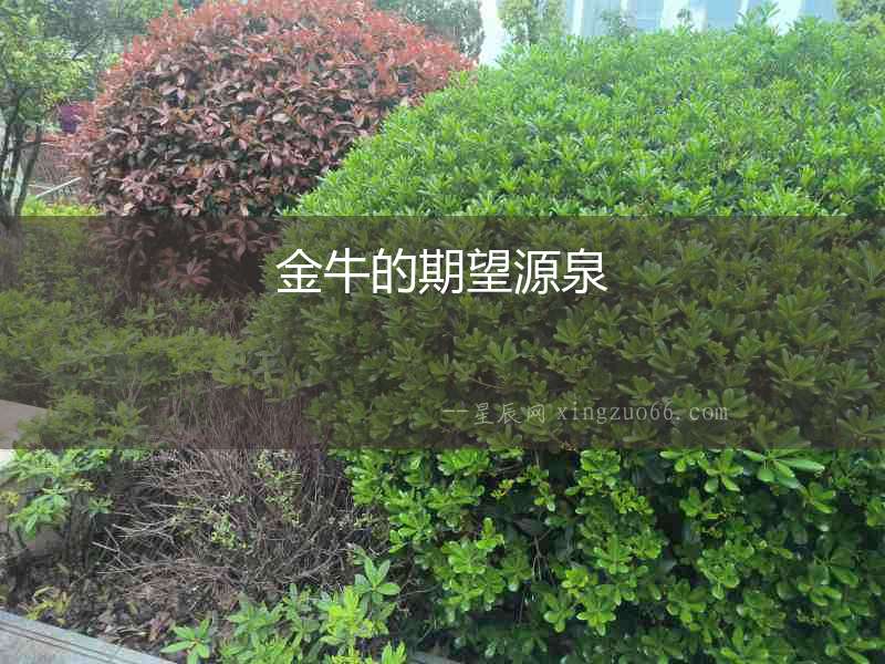 金牛的期望源泉