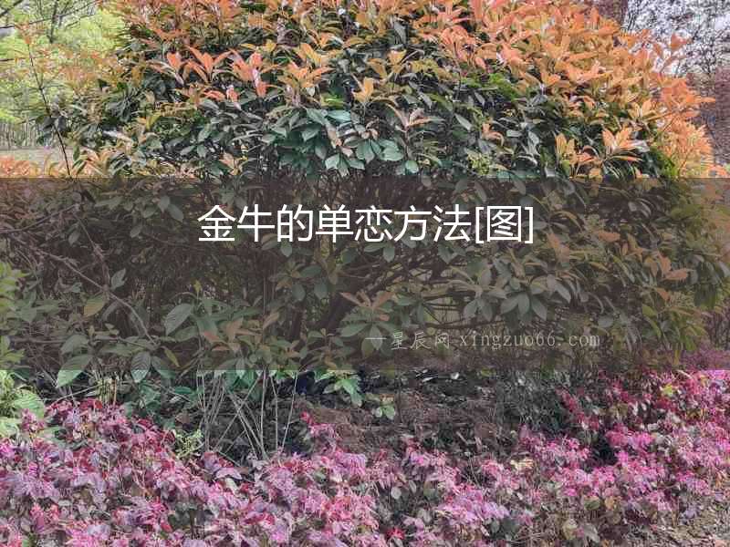 金牛的單戀方法[圖]