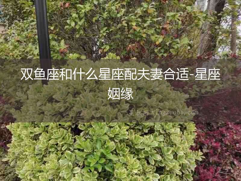 雙魚座和什么星座配夫妻合適-星座姻緣
