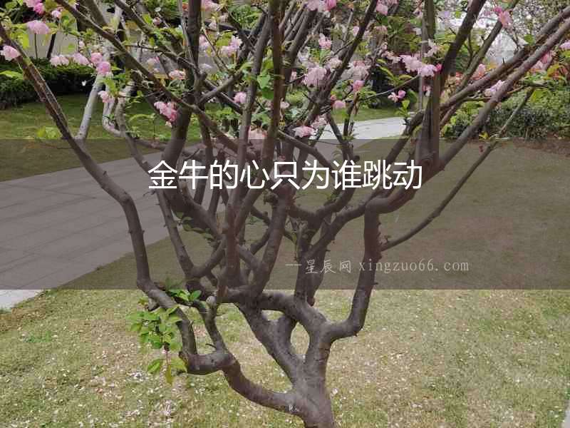 金牛的心只為誰跳動